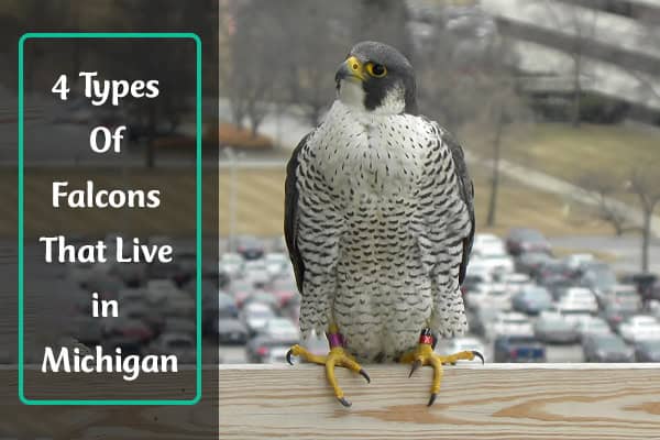 Falcons in Michigan