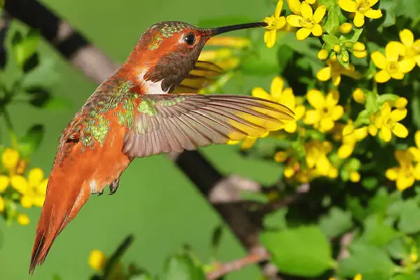 Allen's Hummingbird