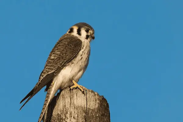 American Kestrel