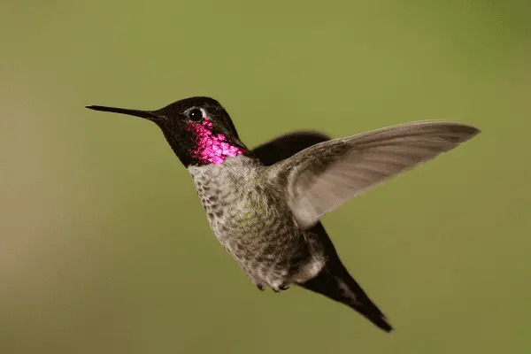 Anna's Hummingbird