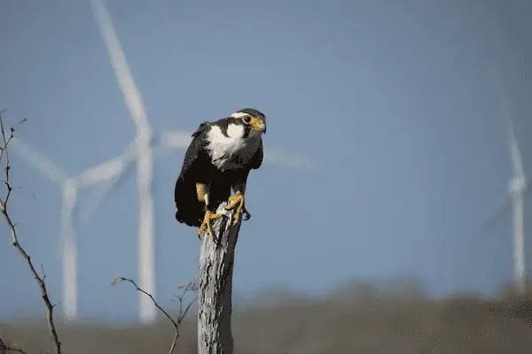 Aplomado Falcon