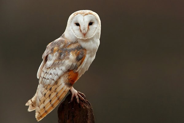 Barn Owls