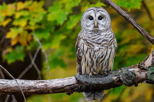 Barred Owls