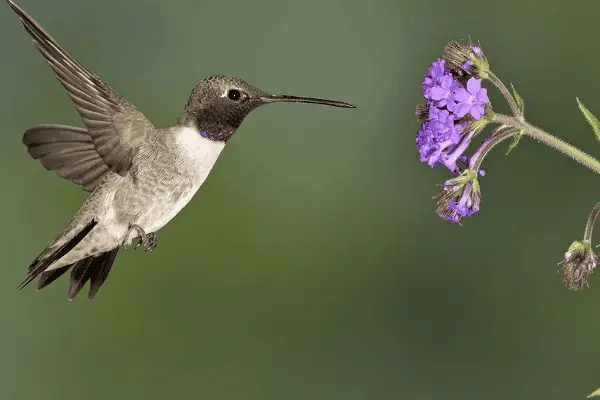 Black-Chinned Hummingbird