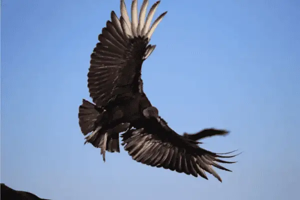 Black Vulture