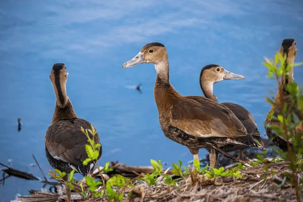 Black-bellied Whistling-duck