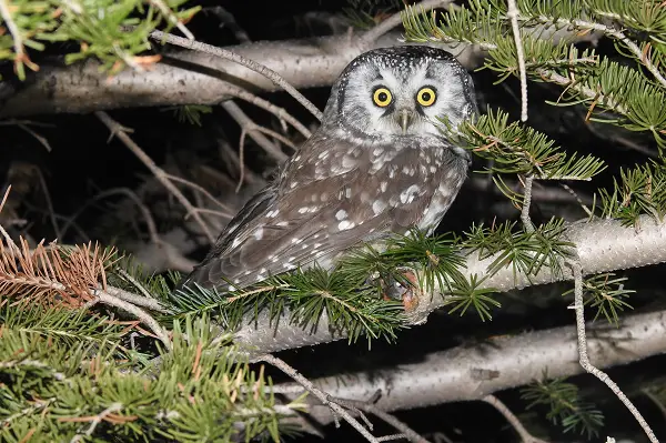 Boreal Owl