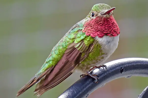 Broad-Tailed Hummingbird