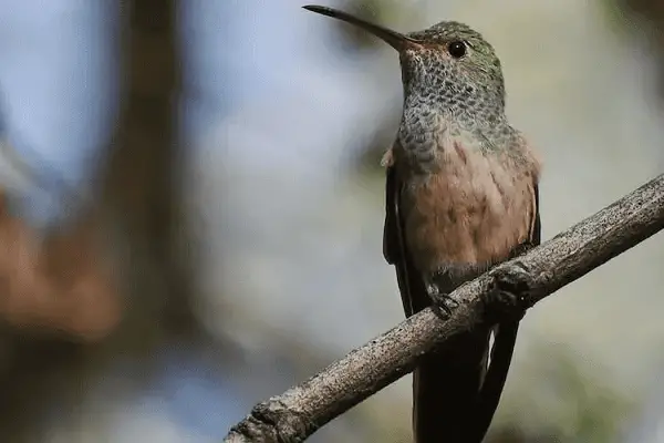 Buff-bellied Hummingbird