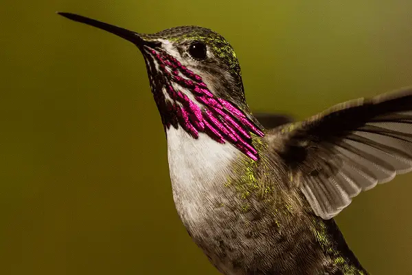 Calliope Hummingbird