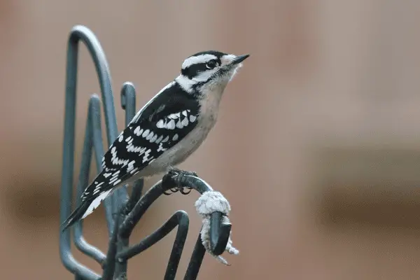 Downy Woodpecker