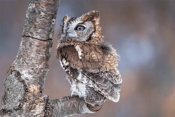 Eastern Screech Owl