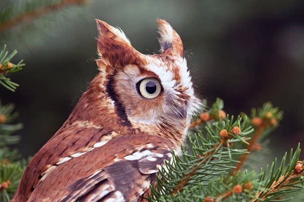 Eastern Screech Owls