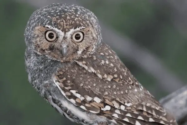 Elf Owl