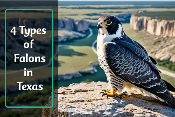 Falcons in texas