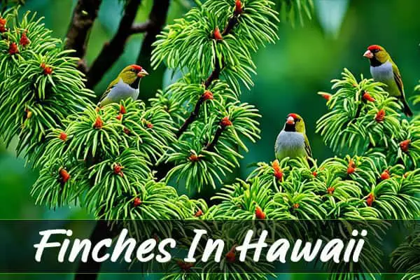 Finches In Hawaii