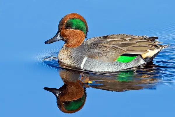 Green-winged Teal