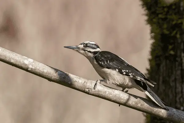 Hairy Woodpecker