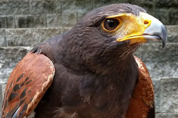 Harris's Hawk