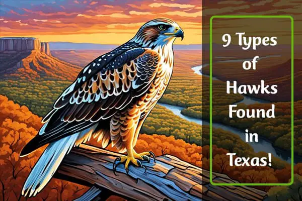 Hawks In Texas