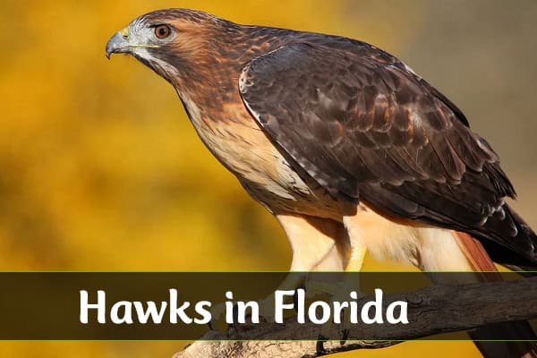 Hawks in Florida