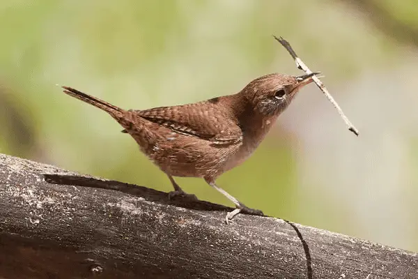 House Wren