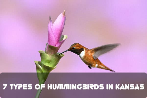 Hummingbirds In Kansas