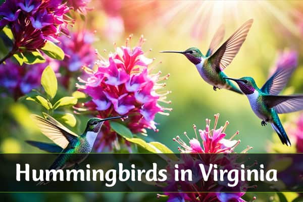 Hummingbirds in Virginia