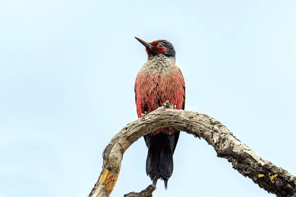 Lewis's Woodpecker