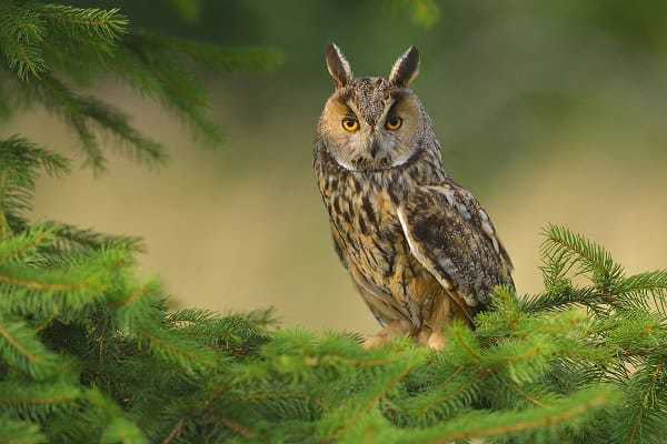 Long-Eared Owls