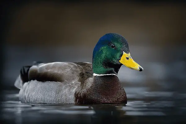 Mallard Duck