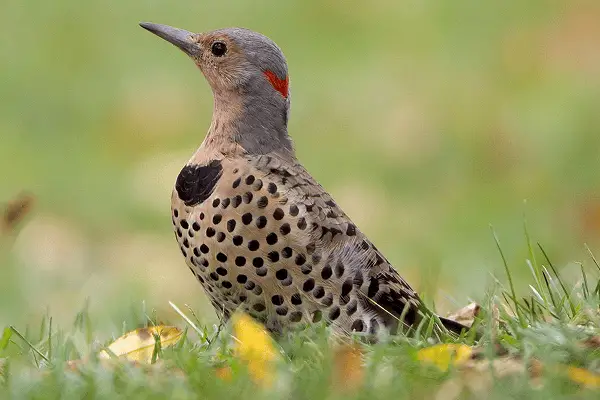 Northern Flicker