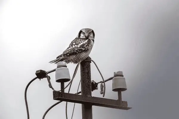 Northern Hawk Owl