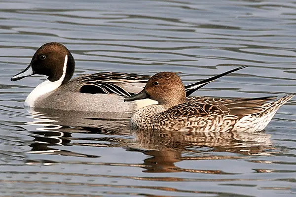 Northern Pintail