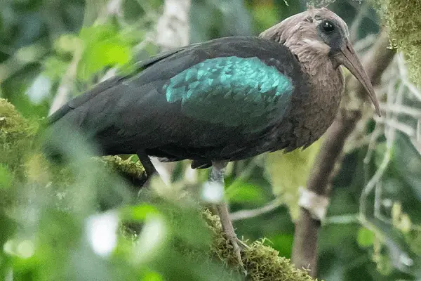 Olive Ibis