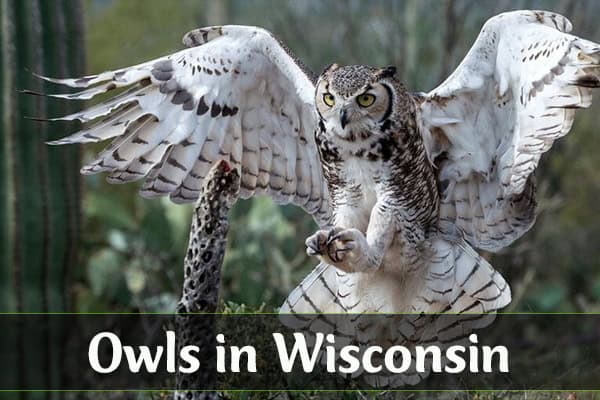 Owls in Wisconsin