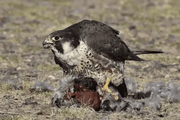 Peregrine Falcon