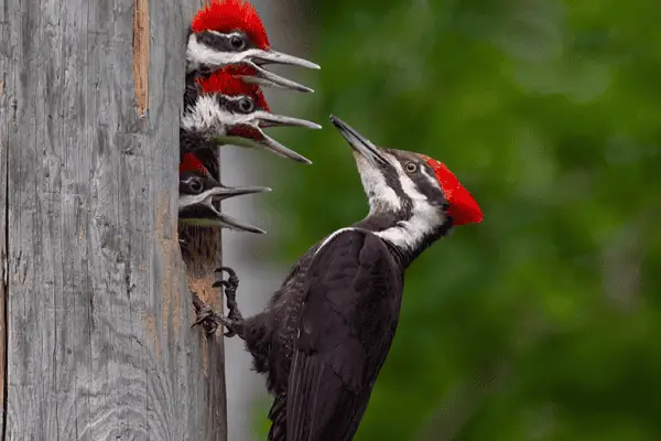 Pileated Woodpecker