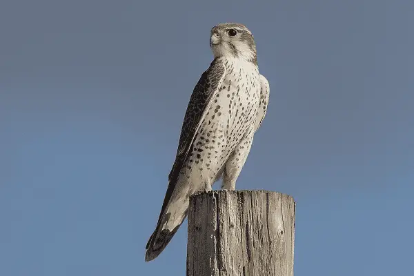 Prairie Falcon