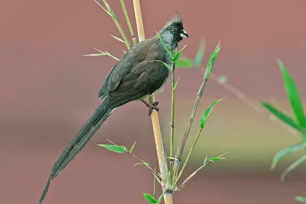 Red-backed Mousebird