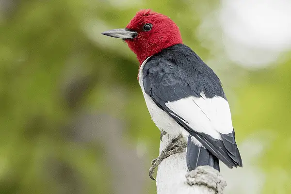 Red-headed Woodpecker