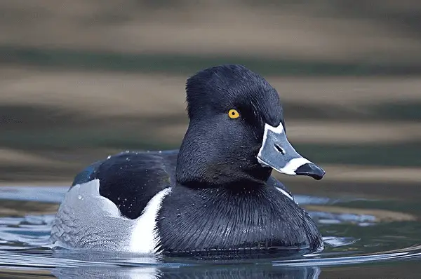 Ring-necked Duck