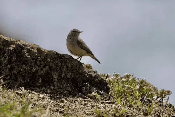 Rock Wren