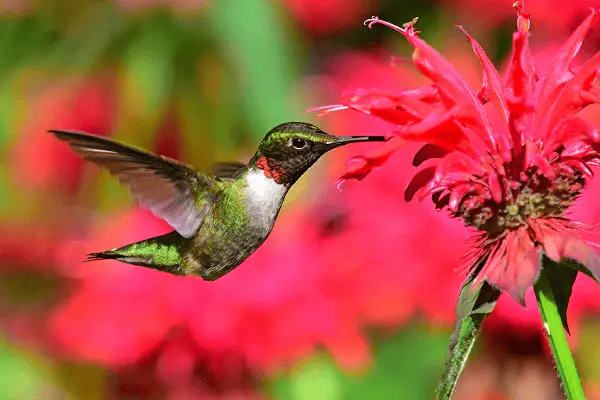 Ruby-throated hummingbird