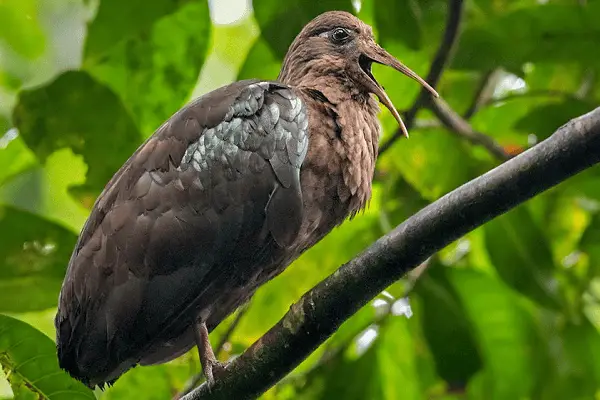 São Tomé Ibis