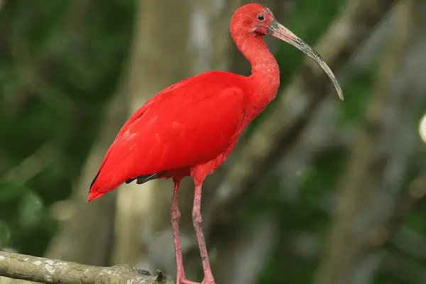 Scarlet Ibis