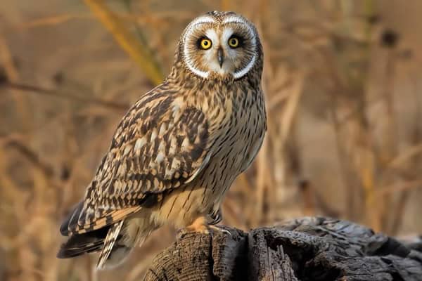 Short-eared owls