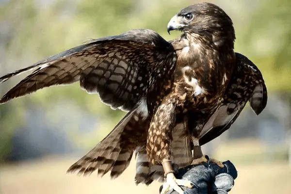 Short-tailed Hawk