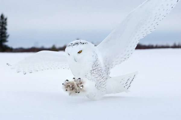 Snowy Owls