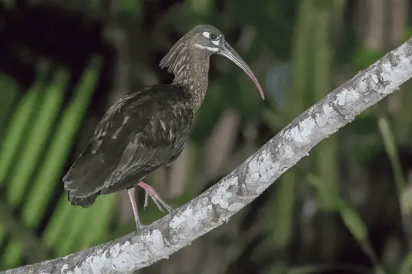 Spot-Breasted Ibis